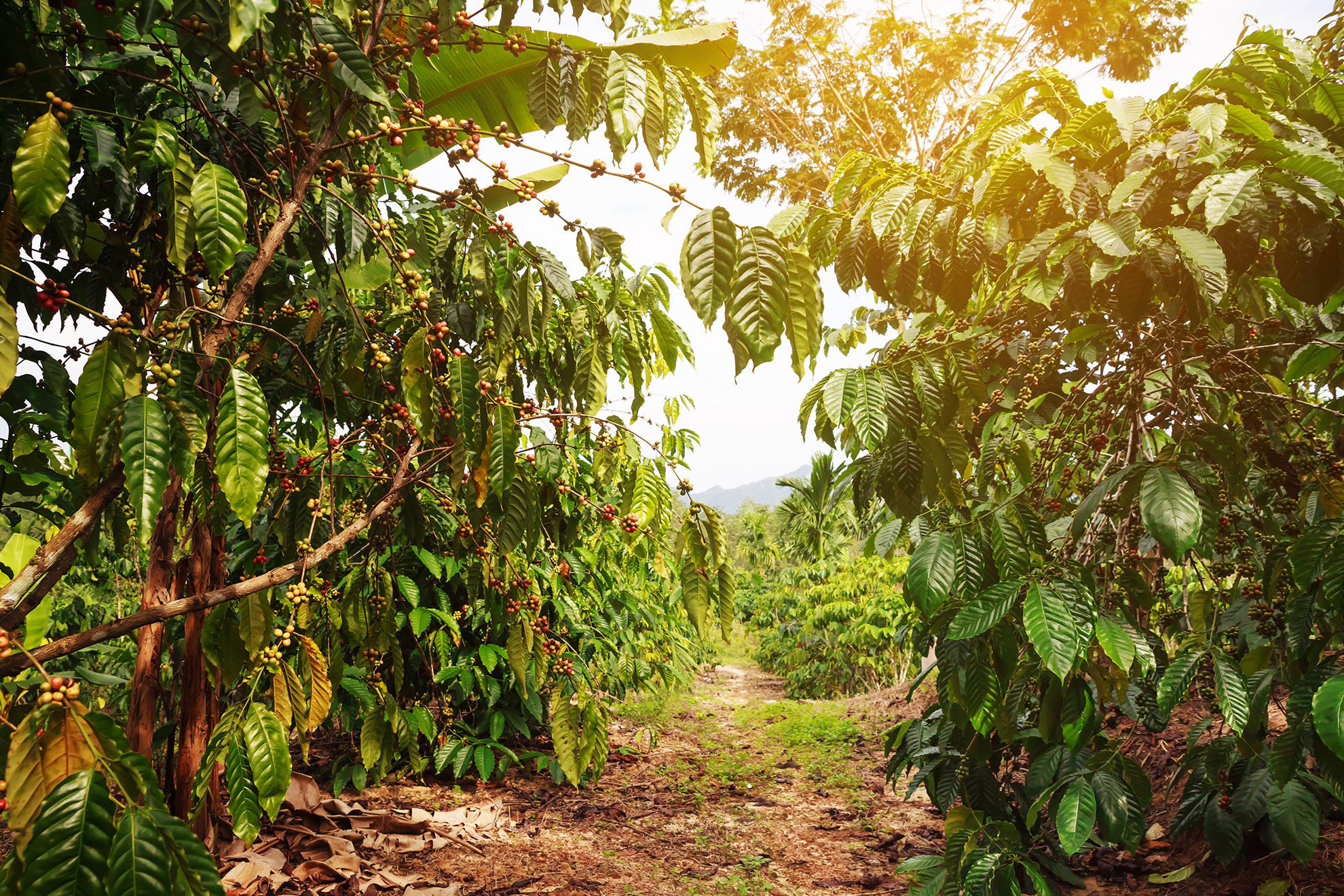 Brazil Stanford Alumni Craft Coffee