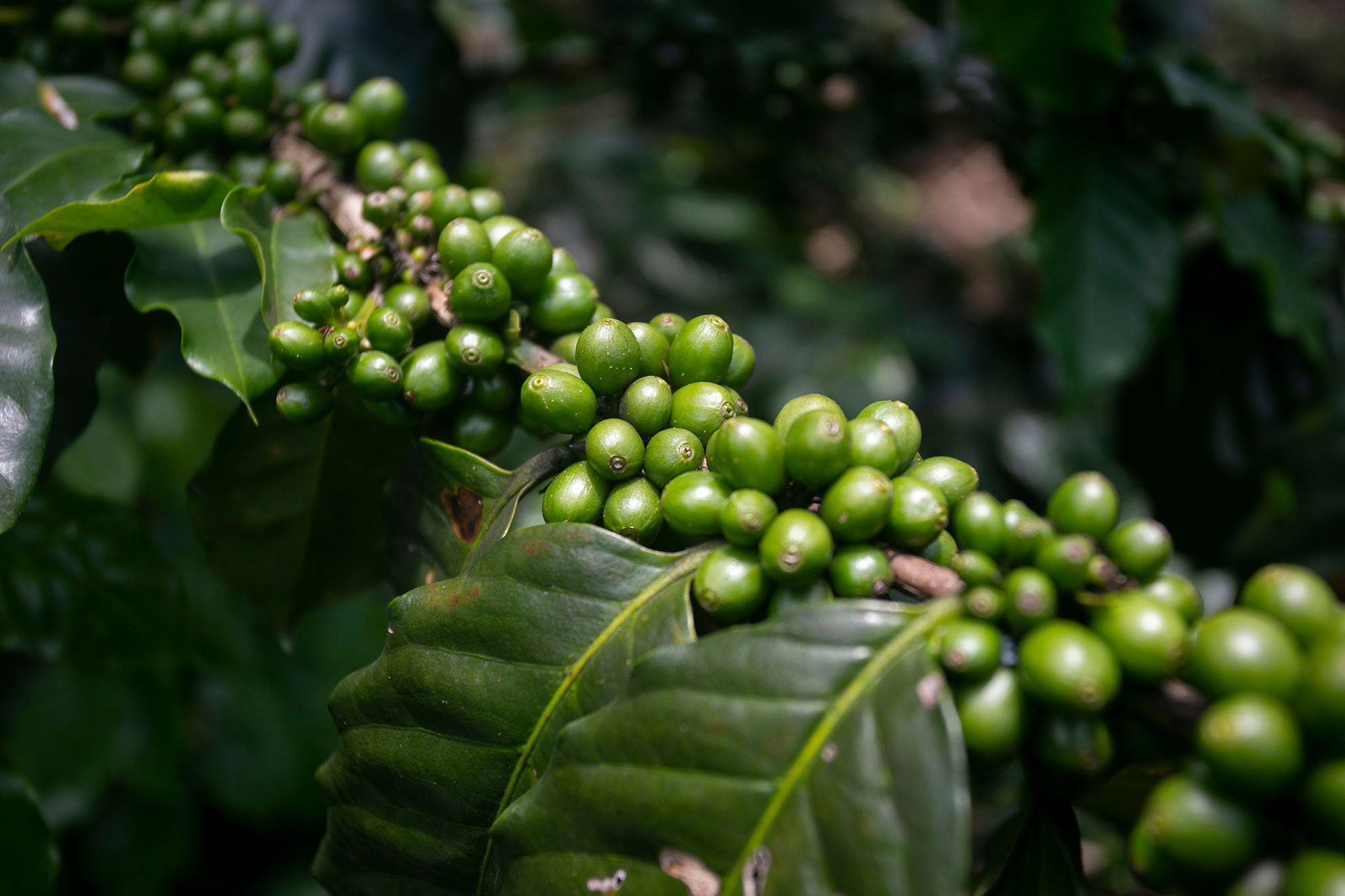 Peruvian Stanford Alumni Craft Coffee